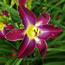 Hemerocallis Michael Bennett